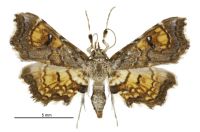 Musotima aduncalis (female). Crambidae: Musotiminae. Endemic