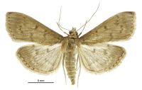Herpetogramma licarsisalis (female). Crambidae: Spilomelinae. Immigrant / adventive