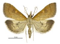 Mnesictena flavidalis (male). Crambidae: Spilomelinae. Endemic
