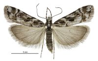 Scoparia s.l. gracilis (male). Crambidae: Scopariinae. Endemic