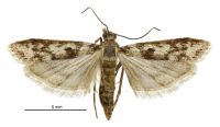 Scoparia s.l. albafascicula (male). Crambidae: Scopariinae. Endemic