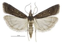 Eudonia oculata (female). Crambidae: Scopariinae. Endemic