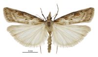 Scoparia dryphactis (male). Crambidae: Scopariinae. Endemic