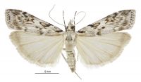 Scoparia petrina (female). Crambidae: Scopariinae. Endemic