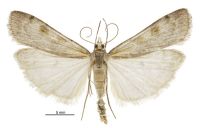Scoparia s.l. scripta (male). Crambidae: Scopariinae. Endemic