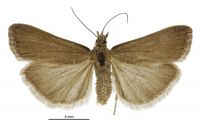 Scoparia autochroa (male). Crambidae: Scopariinae. Endemic