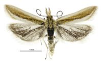 Protyparcha scaphodes (male). Crambidae: Scopariinae. Endemic