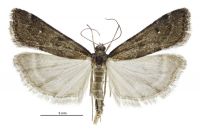 Eudonia oculata (male). Crambidae: Scopariinae. Endemic