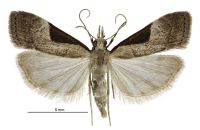 Eudonia pongalis (female). Crambidae: Scopariinae. Endemic