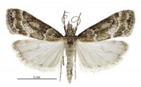 Eudonia dochmia (male). Crambidae: Scopariinae. Endemic