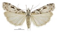 Scoparia s.l. astragalota (female). Crambidae: Scopariinae. Endemic