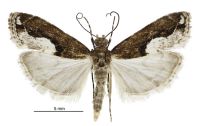 Eudonia hemiplaca (male). Crambidae: Scopariinae. Endemic