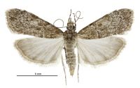 Eudonia subditella (female). Crambidae: Scopariinae. Endemic