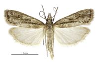 Eudonia ustiramis (male). Crambidae: Scopariinae. Endemic