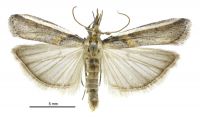 Etiella behrii (male). Pyralidae: Phycitinae. Immigrant