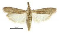 Arcola malloi (female). Pyralidae: Phycitinae. Introduced for bio-control