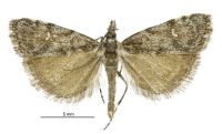 Gadira sp. 'black-brown' (male). Crambidae: Crambinae. Endemic