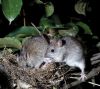 Rats attacking a bird’s nest (rodent numbers erupt following a mast year) (Ngā Manu Images).