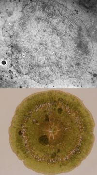 Fossil <em>Phycopeltis</em> (upper) and <em>P. novae-zelandiae</em> (lower).