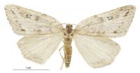 Pseudocoremia cineracia (female). Geometridae: Ennominae. 