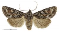 Graphania petrograpta (male). Noctuidae: Noctuinae. 