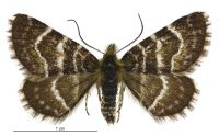 Dasyuris leucobathra (male). Geometridae: Larentiinae. 
