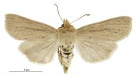 Tmetolophota lissoxyla (female). Noctuidae: Noctuinae. 