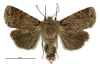 Homohadena fortis (male). Noctuidae: Noctuinae. 