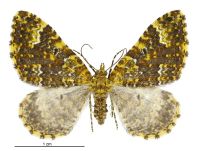 Asaphodes prasinias (female). Geometridae: Larentiinae. 