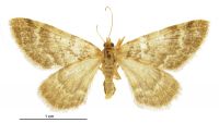 Asaphodes aphelias (female). Geometridae: Larentiinae. 