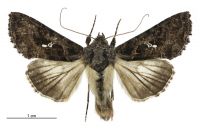 Ctenoplusia limbirena (male). Noctuidae: Plusiinae. 