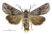 Aletia s.l. cucullina (male). Noctuidae: Noctuinae. 