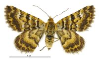 Notoreas casanova (female). Geometridae: Larentiinae. 
