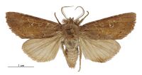 Graphania chryserythra (male). Noctuidae: Noctuinae. 
