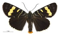 Phalaenoides glycinae (male). Noctuidae: Agaristinae. 