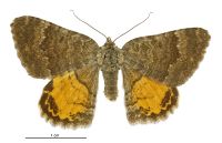 Dasyuris enysii (female). Geometridae: Larentiinae. 