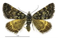 Dichromodes ida (female). Geometridae: Oenochrominae s. lat.. 