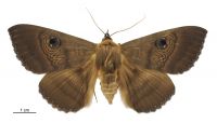 Dasypodia selenophora (female). Erebidae: Erebinae. 