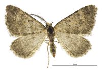 Helastia scissa (male). Geometridae: Larentiinae. 