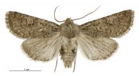 Aletia s.l. sistens (male). Noctuidae: Noctuinae. 
