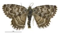 Dasyuris austrina (male). Geometridae: Larentiinae. 