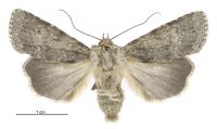 Ectopatria aspera (female). Noctuidae: Noctuinae. 