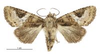 Meterana octans (female). Noctuidae: Noctuinae. 