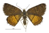 Paranotoreas ferox (female). Geometridae: Larentiinae. 