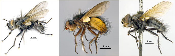 Tachinidae banner