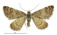 Paranotoreas fulva (female). Geometridae: Larentiinae. 