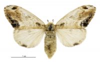 Orgyia thyellina (female). Erebidae: Lymantriinae. Introduced, eradicated