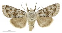 Aletia s.l. falsidica falsidica (female). Noctuidae: Noctuinae. 