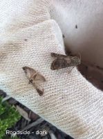 Moths found at Shotover Primary School. Image - Emma Watts.