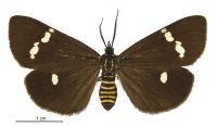 Nyctemera annulata (female). Erebidae: Arctiinae. 